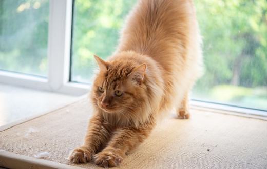 Obesitas pada Kucing: Penyebab, Risiko, dan Cara Menurunkan Berat Badan dengan Aman