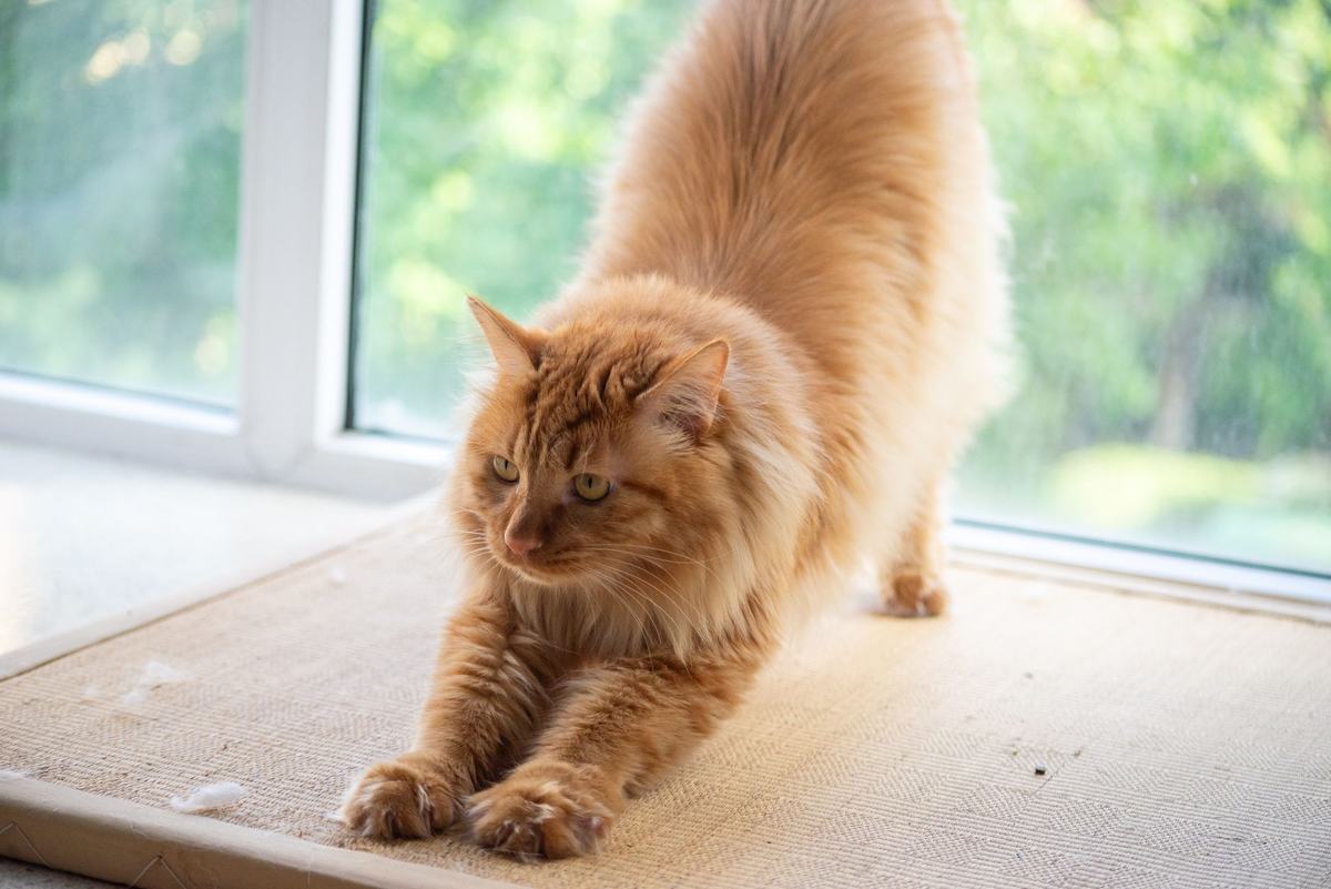 Obesitas pada Kucing: Penyebab, Risiko, dan Cara Menurunkan Berat Badan dengan Aman