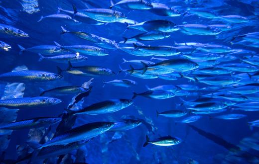 Panduan Lengkap Jenis Ikan Akuarium