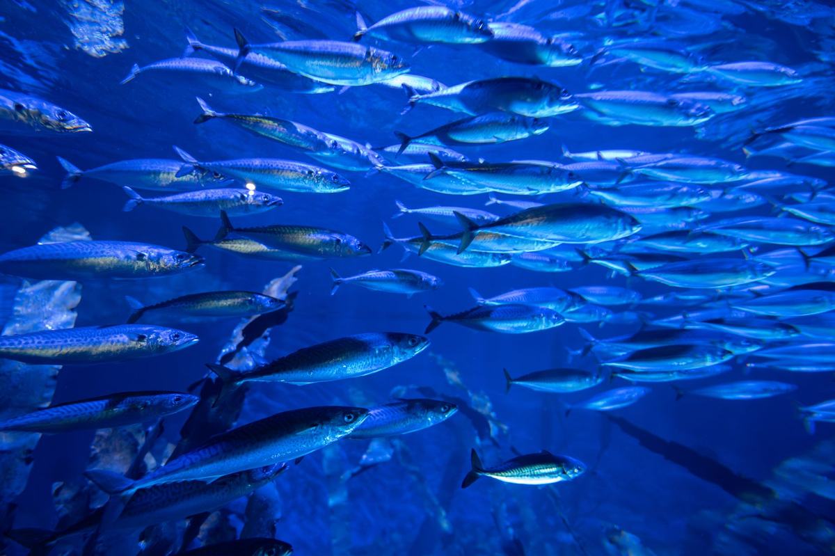Panduan Lengkap Jenis Ikan Akuarium