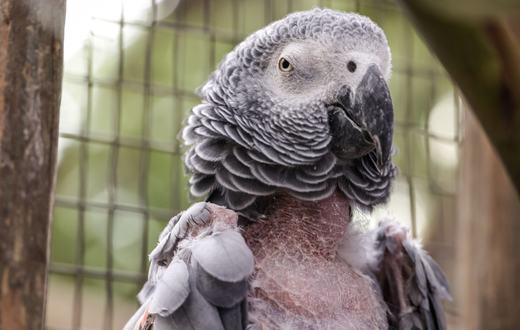 Panduan Lengkap Kesehatan Burung
