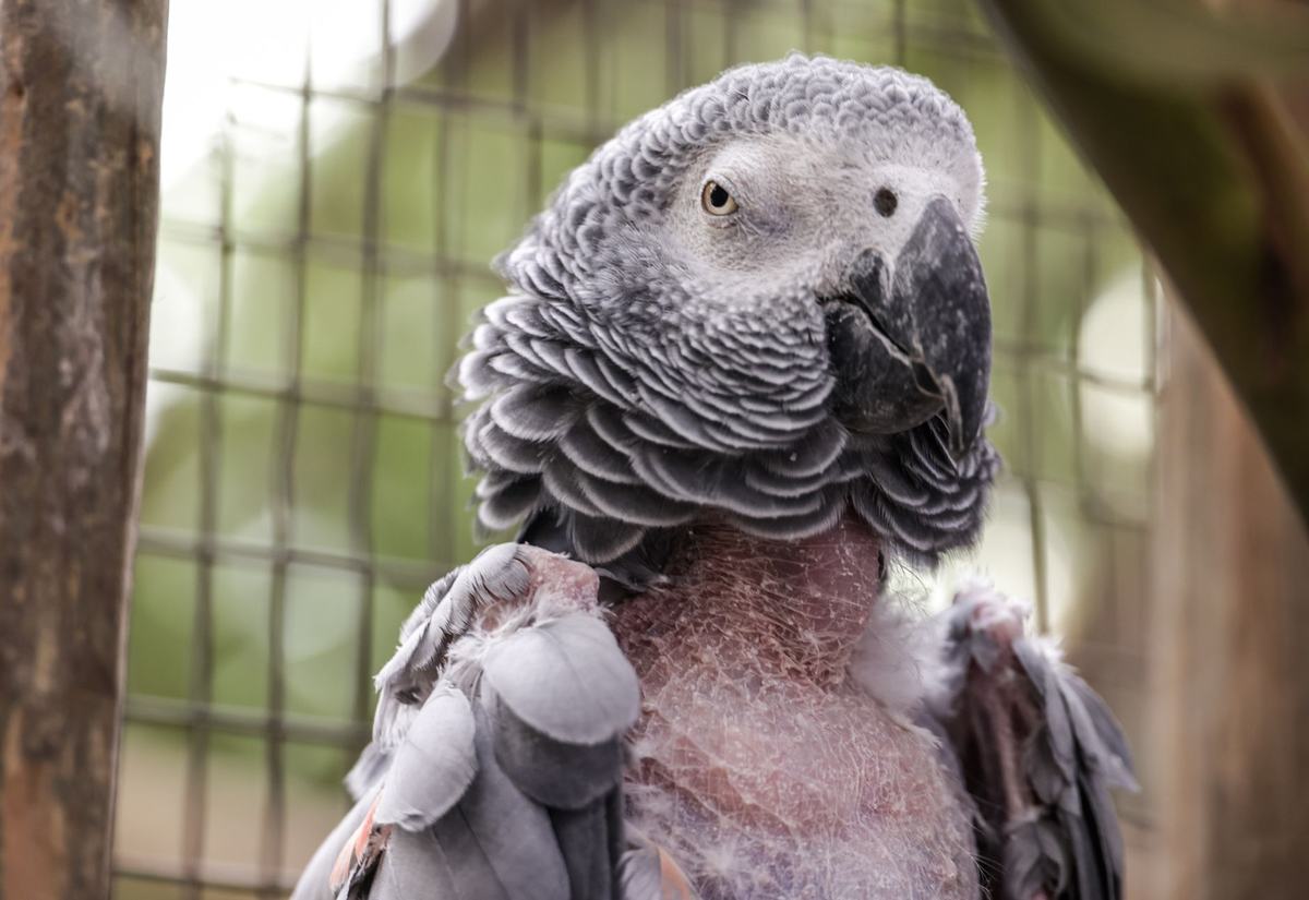 Panduan Lengkap Kesehatan Burung