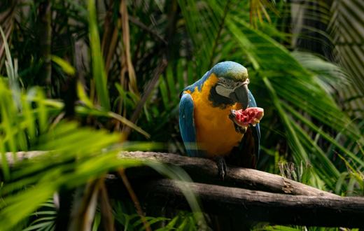Panduan Lengkap Makanan Hewan Eksotis