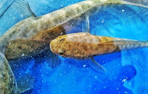 Panduan Lengkap Makanan Ikan Akuarium: Jenis Pakan, Nutrisi, dan Cara Memberi Makan yang Benar