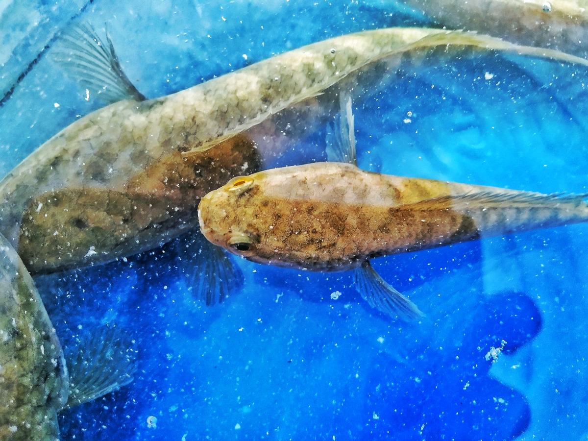 Panduan Lengkap Makanan Ikan Akuarium: Jenis Pakan, Nutrisi, dan Cara Memberi Makan yang Benar