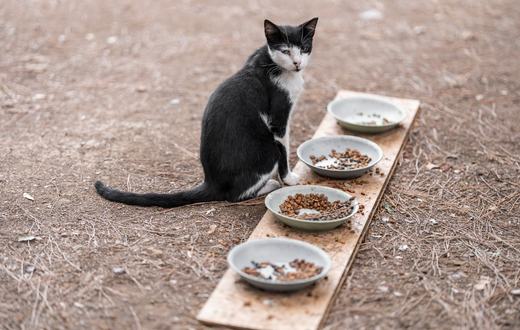 Panduan Lengkap Makanan Kucing: Memilih Pakan Bernutrisi untuk Semua Usia