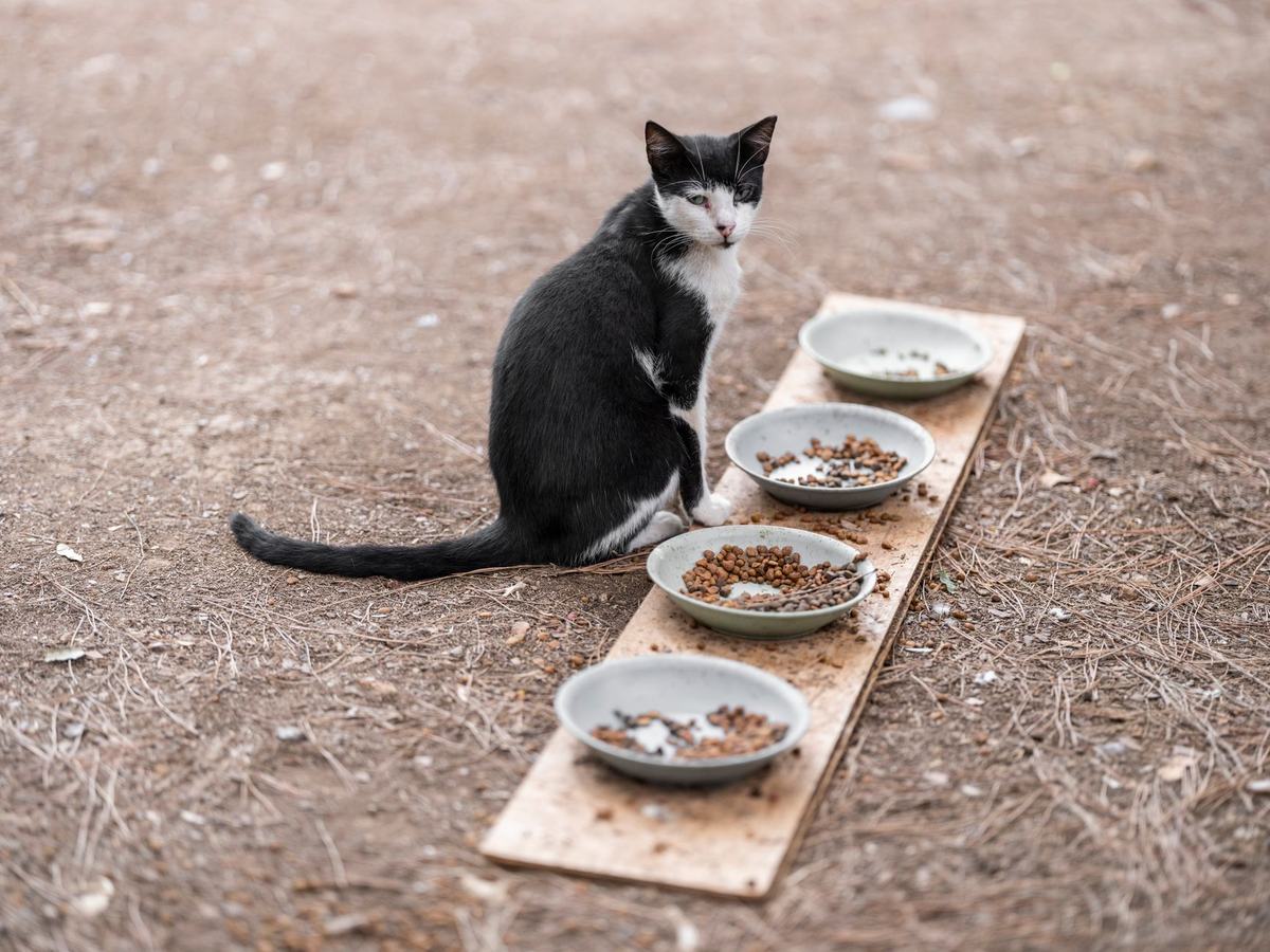 Panduan Lengkap Makanan Kucing: Memilih Pakan Bernutrisi untuk Semua Usia