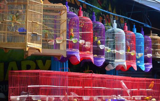 Panduan Lengkap Produk Burung
