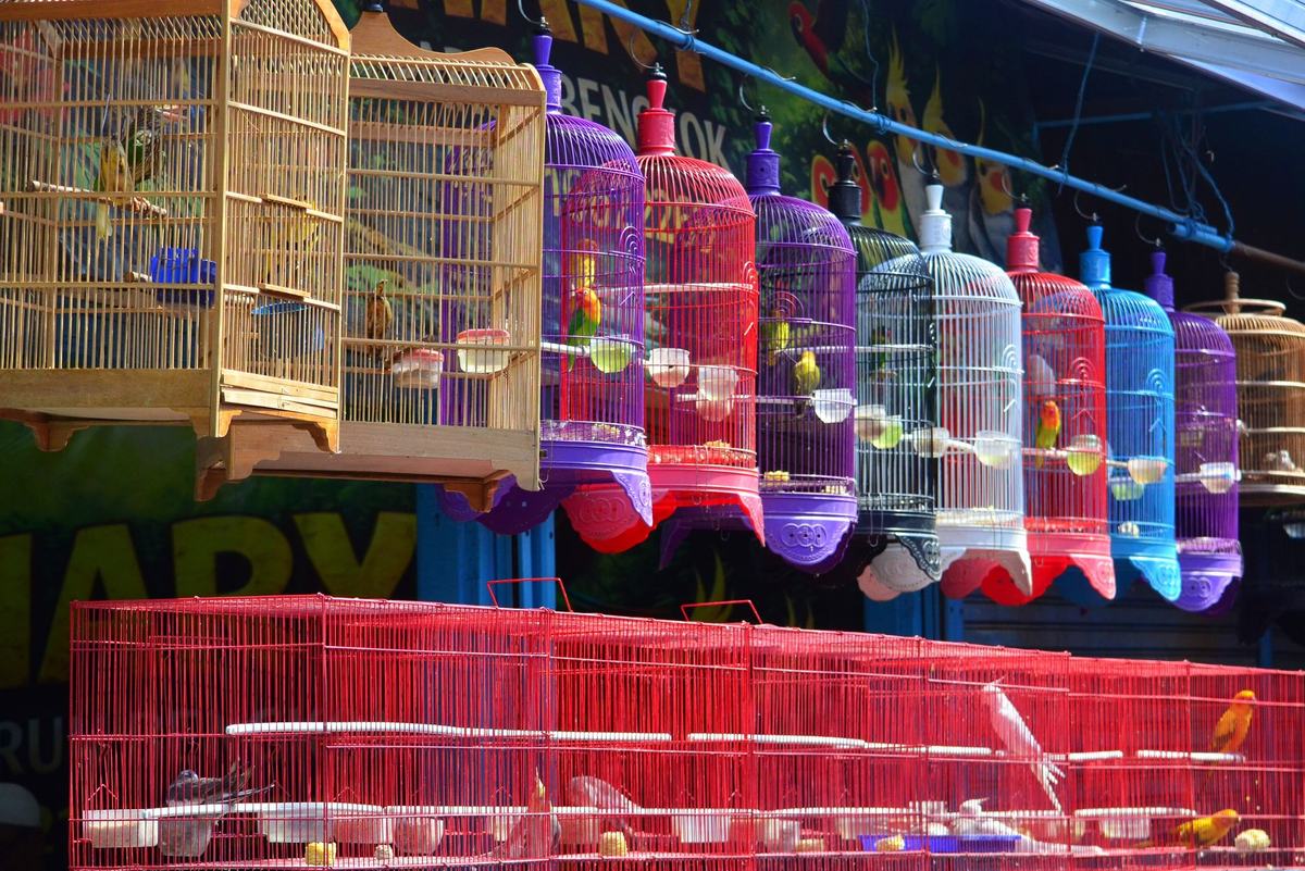 Panduan Lengkap Produk Burung