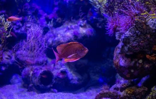 Panduan Lengkap Produk Ikan Akuarium: Perlengkapan Wajib untuk Akuarium Sehat dan Indah