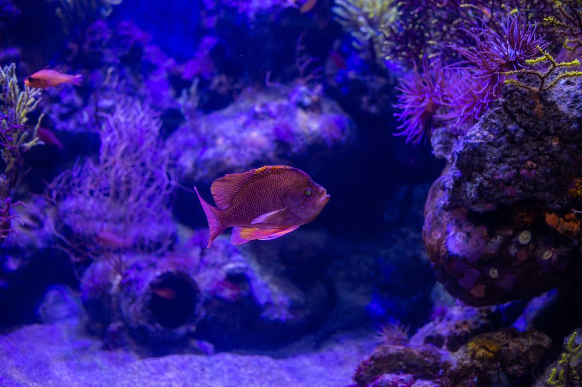 Panduan Lengkap Produk Ikan Akuarium: Perlengkapan Wajib untuk Akuarium Sehat dan Indah