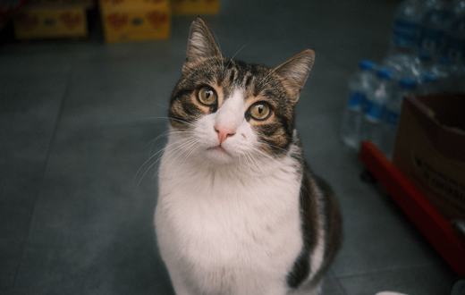 Panduan Lengkap Produk Kucing: Perlengkapan Wajib untuk Kucing Sehat dan Bahagia