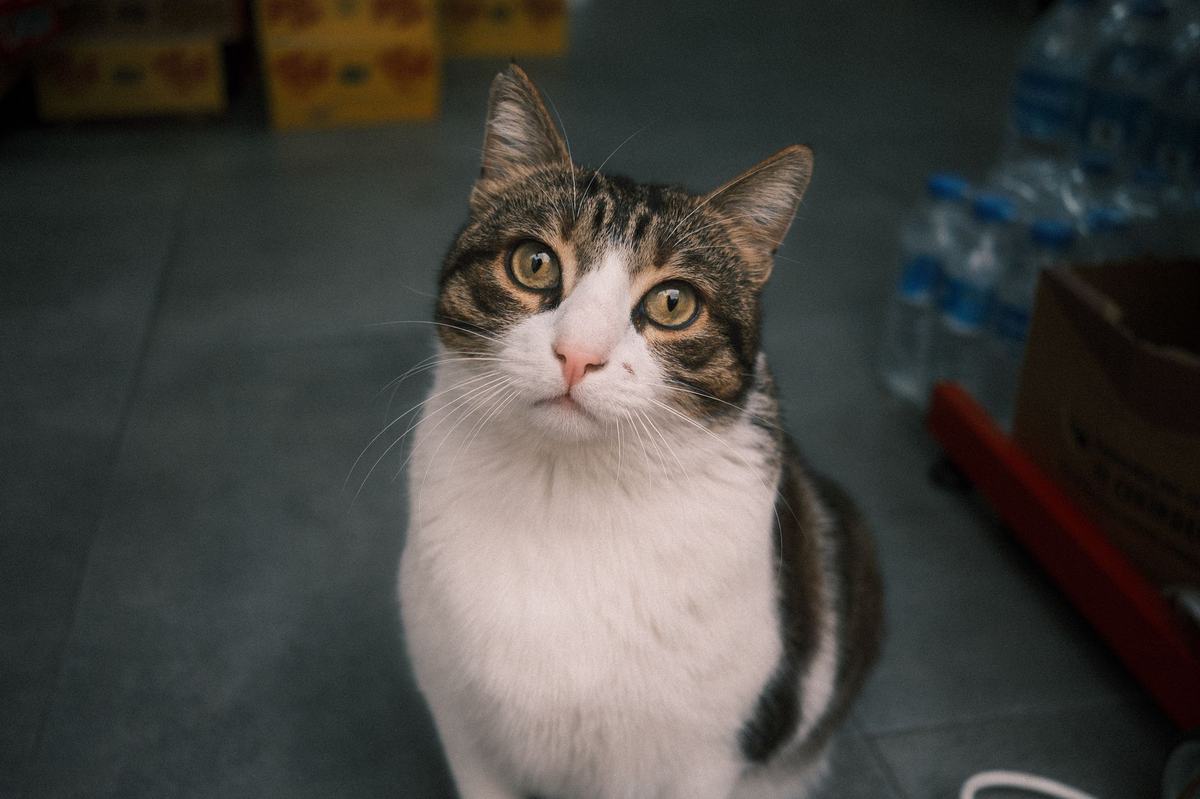 Panduan Lengkap Produk Kucing: Perlengkapan Wajib untuk Kucing Sehat dan Bahagia