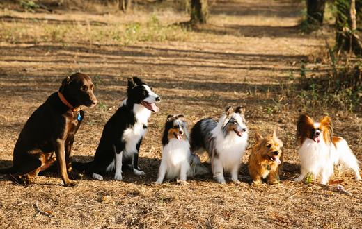 Panduan Lengkap Ras Anjing: Mengenal Jenis, Karakter, dan Cara Memilih yang Tepat