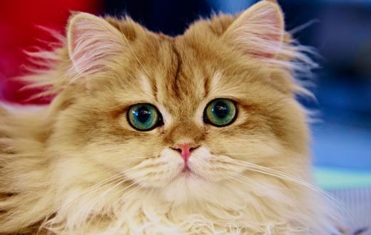 Panduan Lengkap Ras Kucing: Mengenal Jenis, Karakter, dan Cara Memilih yang Tepat