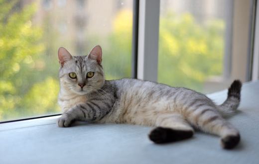 Panduan Lengkap Vaksinasi Kucing: Jadwal, Jenis, dan Biaya