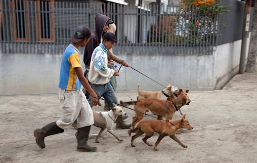 Panduan Merawat Anak Anjing (Puppy) untuk Pemula: dari Pakan hingga Vaksinasi