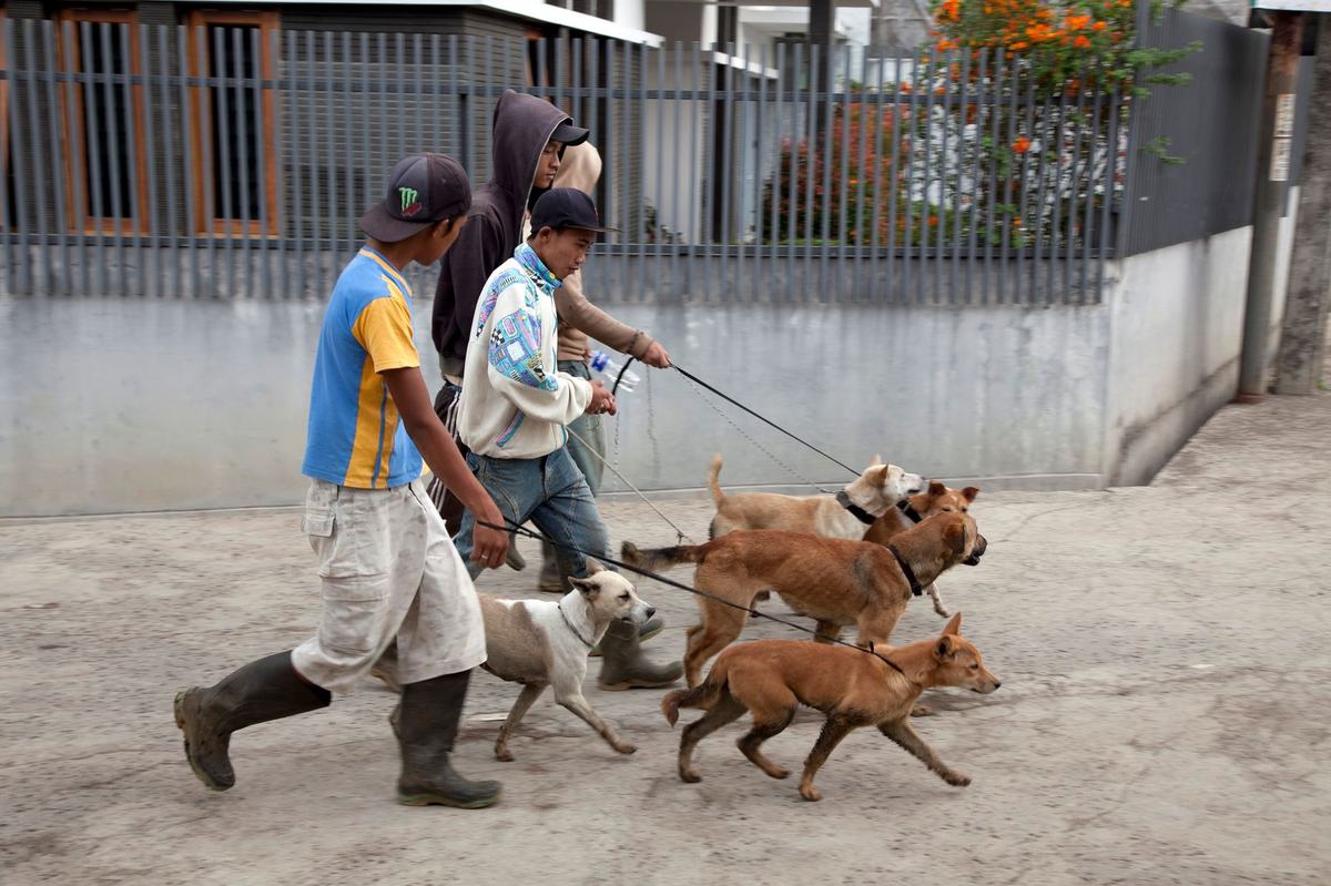 Panduan Merawat Anak Anjing (Puppy) untuk Pemula: dari Pakan hingga Vaksinasi
