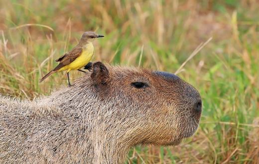 Panduan Merawat Burung Kicau agar Rajin Berkicau