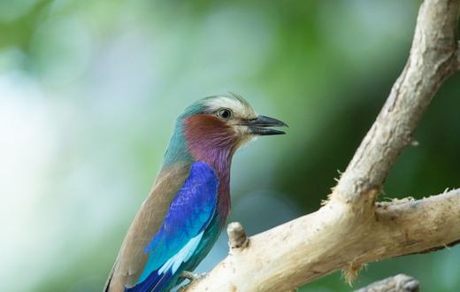 Panduan Merawat Burung Kicau agar Rajin Berkicau