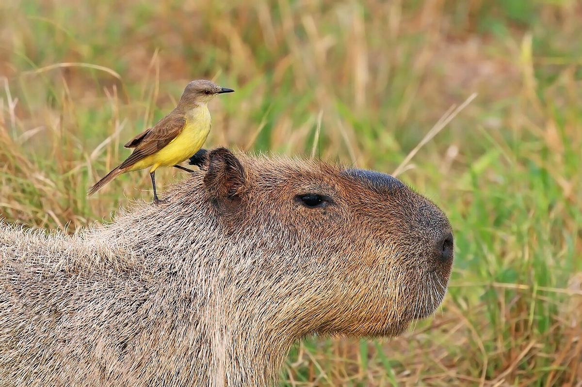 Panduan Merawat Burung Kicau agar Rajin Berkicau