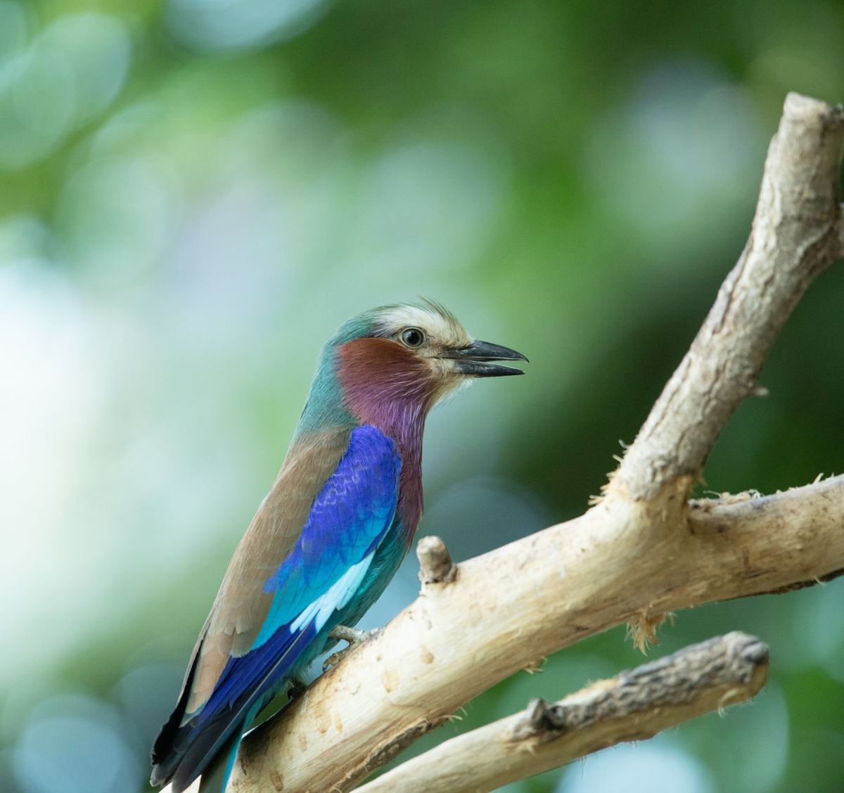 Panduan Merawat Burung Kicau agar Rajin Berkicau