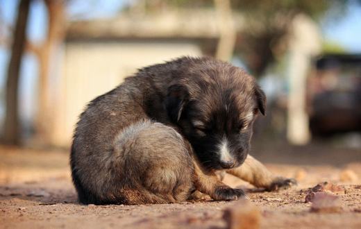 Panduan Vaksinasi Anjing: Jadwal, Jenis, dan Biaya
