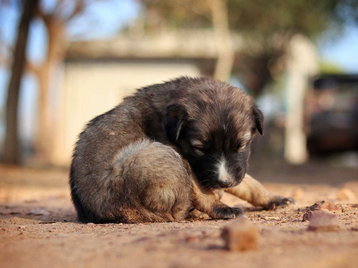 Panduan Vaksinasi Anjing: Jadwal, Jenis, dan Biaya