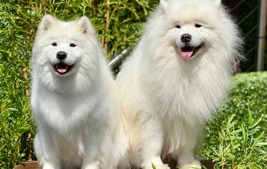 Penyakit Kulit pada Anjing: Penyebab, Jenis, Gejala, dan Cara Mengobatinya