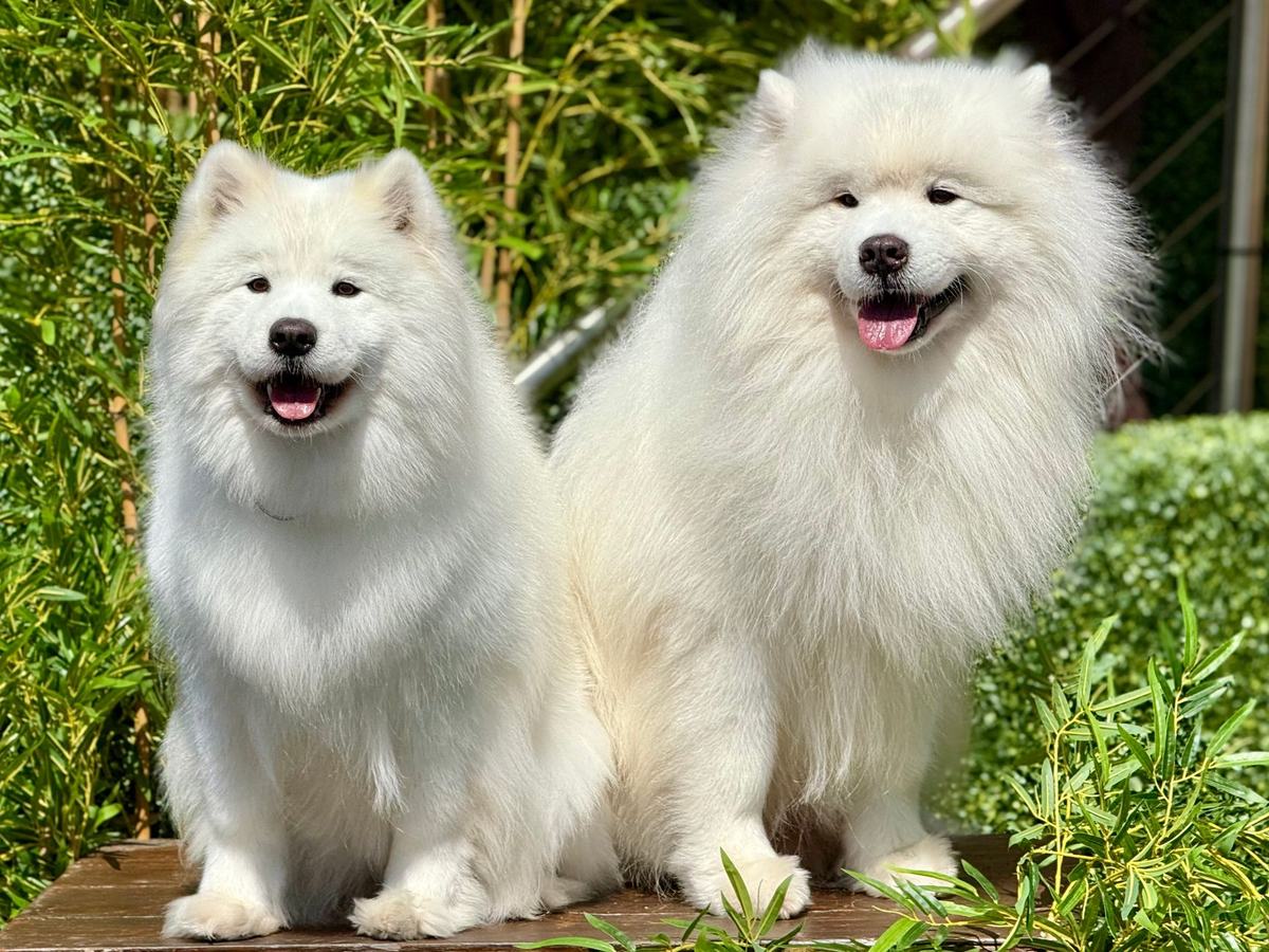 Penyakit Kulit pada Anjing: Penyebab, Jenis, Gejala, dan Cara Mengobatinya