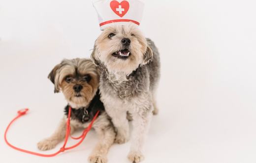 Penyakit Umum pada Anjing: Gejala, Pencegahan, dan Kapan Harus ke Dokter Hewan
