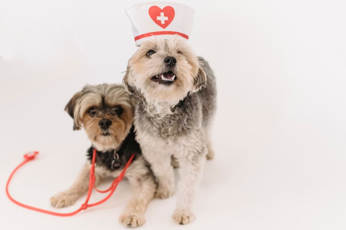 Penyakit Umum pada Anjing: Gejala, Pencegahan, dan Kapan Harus ke Dokter Hewan