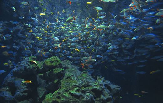 Penyakit Umum pada Ikan Akuarium: Gejala, Penyebab, dan Cara Mengobatinya
