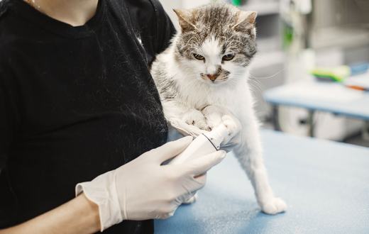Penyakit Umum pada Kucing: Gejala, Pencegahan, dan Kapan Harus ke Dokter Hewan