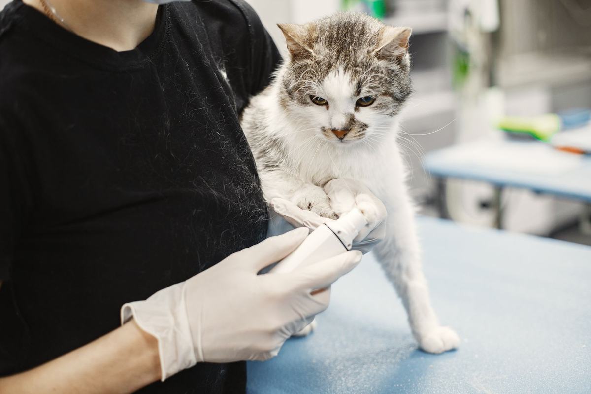 Penyakit Umum pada Kucing: Gejala, Pencegahan, dan Kapan Harus ke Dokter Hewan