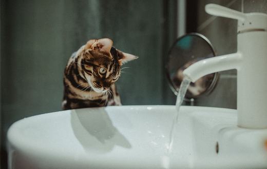Ras Kucing Bengal: Karakter Aktif dengan Energi Tinggi, Perawatan Bulu Pendek, dan Tips Memeliharanya di Rumah