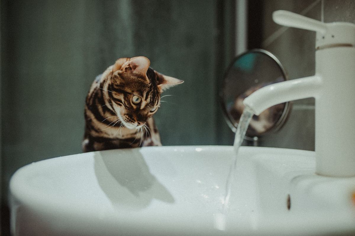 Ras Kucing Bengal: Karakter Aktif dengan Energi Tinggi, Perawatan Bulu Pendek, dan Tips Memeliharanya di Rumah