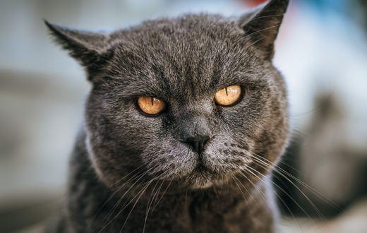 Ras Kucing British Shorthair: Karakter, Perawatan Bulu Pendek, dan Tips Memeliharanya di Rumah