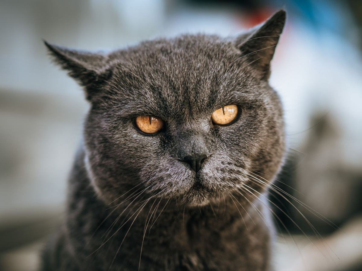 Ras Kucing British Shorthair: Karakter, Perawatan Bulu Pendek, dan Tips Memeliharanya di Rumah