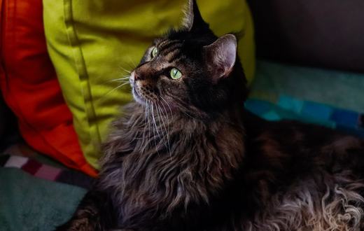 Ras Kucing Maine Coon: Karakter Raksasa Lembut, Perawatan Bulu, dan Tips Memeliharanya di Rumah