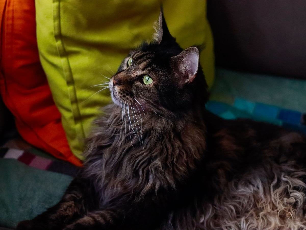 Ras Kucing Maine Coon: Karakter Raksasa Lembut, Perawatan Bulu, dan Tips Memeliharanya di Rumah