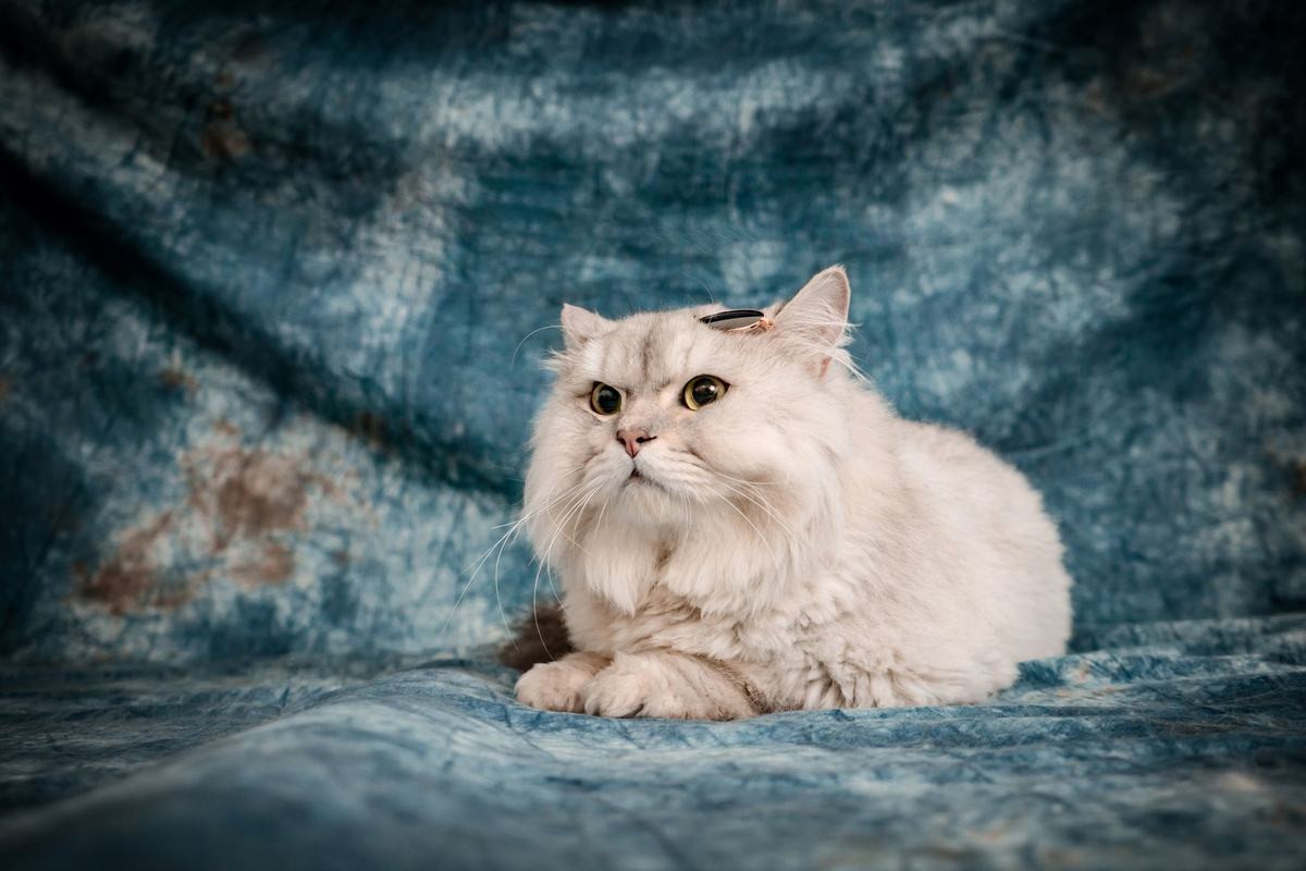 Ras Kucing Persia: Karakter, Perawatan Bulu Lebat, dan Tips Memeliharanya di Rumah