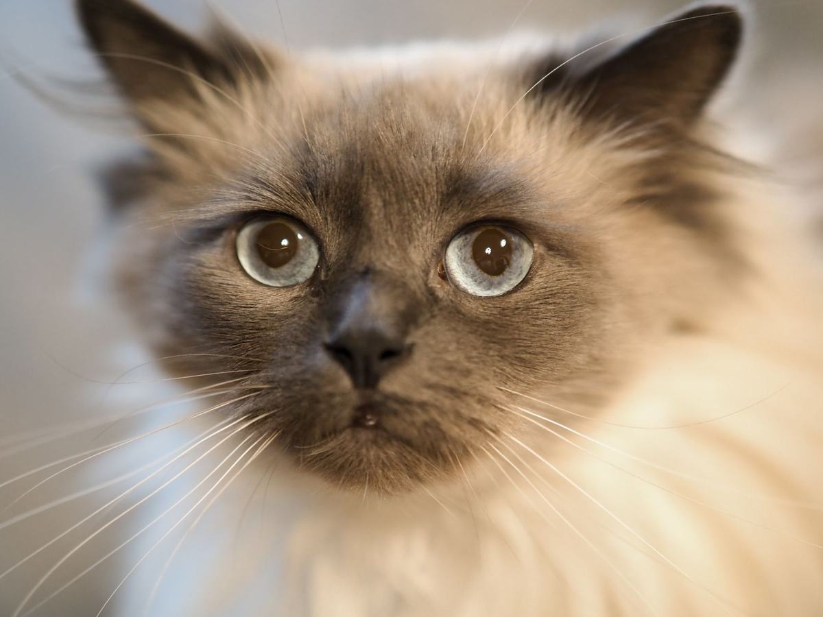 Ras Kucing Ragdoll: Karakter Tenang yang Lemas Saat Digendong, Perawatan Bulu Semi-Panjang, dan Tips Memeliharanya di Rumah