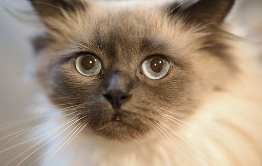 Ras Kucing Ragdoll: Karakter Tenang yang Lemas Saat Digendong, Perawatan Bulu Semi-Panjang, dan Tips Memeliharanya di Rumah