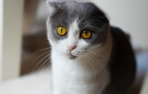 Ras Kucing Scottish Fold: Karakter, Risiko Kesehatan Telinga Lipat, dan Tips Memeliharanya di Rumah