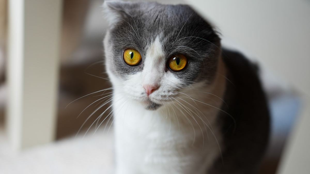 Ras Kucing Scottish Fold: Karakter, Risiko Kesehatan Telinga Lipat, dan Tips Memeliharanya di Rumah