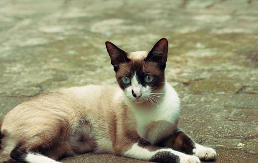 Ras Kucing Siam: Karakter Cerewet yang Manja, Perawatan Bulu Pendek, dan Tips Memeliharanya di Rumah