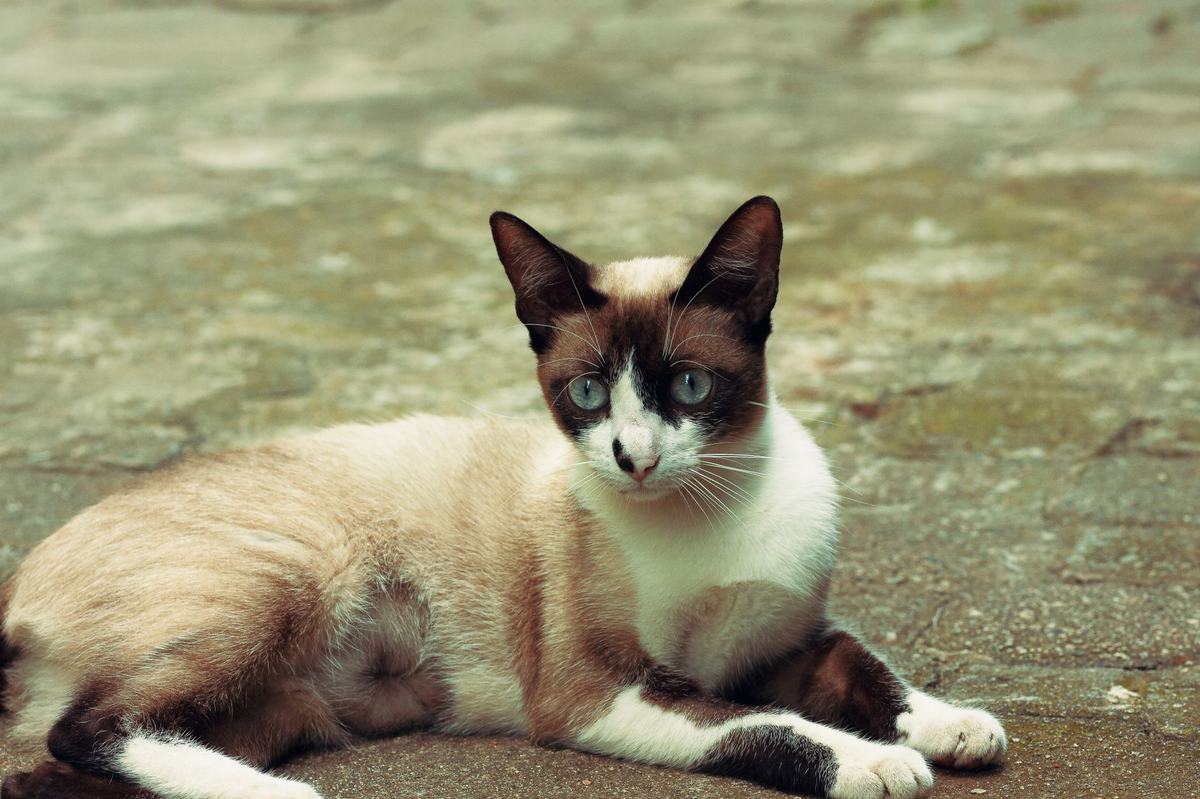 Ras Kucing Siam: Karakter Cerewet yang Manja, Perawatan Bulu Pendek, dan Tips Memeliharanya di Rumah