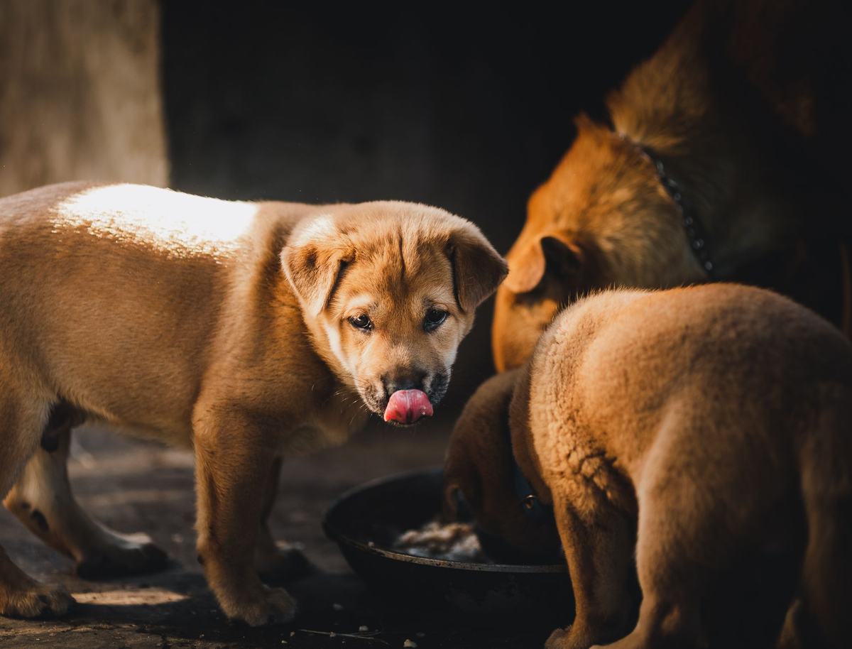 Rekomendasi Makanan Anjing Terbaik: 5 Pilihan Bernutrisi untuk Semua Usia dan Anggaran