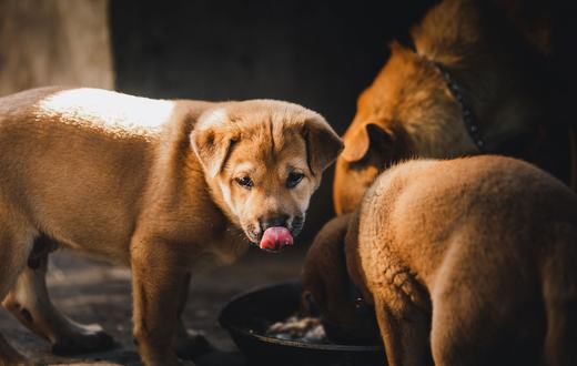 Rekomendasi Makanan Anjing Terbaik: 5 Pilihan Bernutrisi untuk Semua Usia dan Anggaran